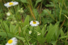 DSC00018