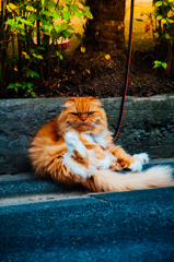 おすわり