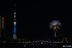 浮遊するクラゲ