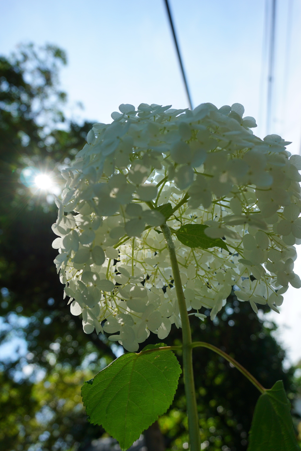 紫陽花から覗く真夏の太陽