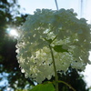 紫陽花から覗く真夏の太陽