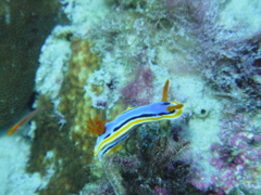 クロモードリス・ヨシ