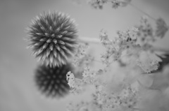 鏡の世界のモノクロ