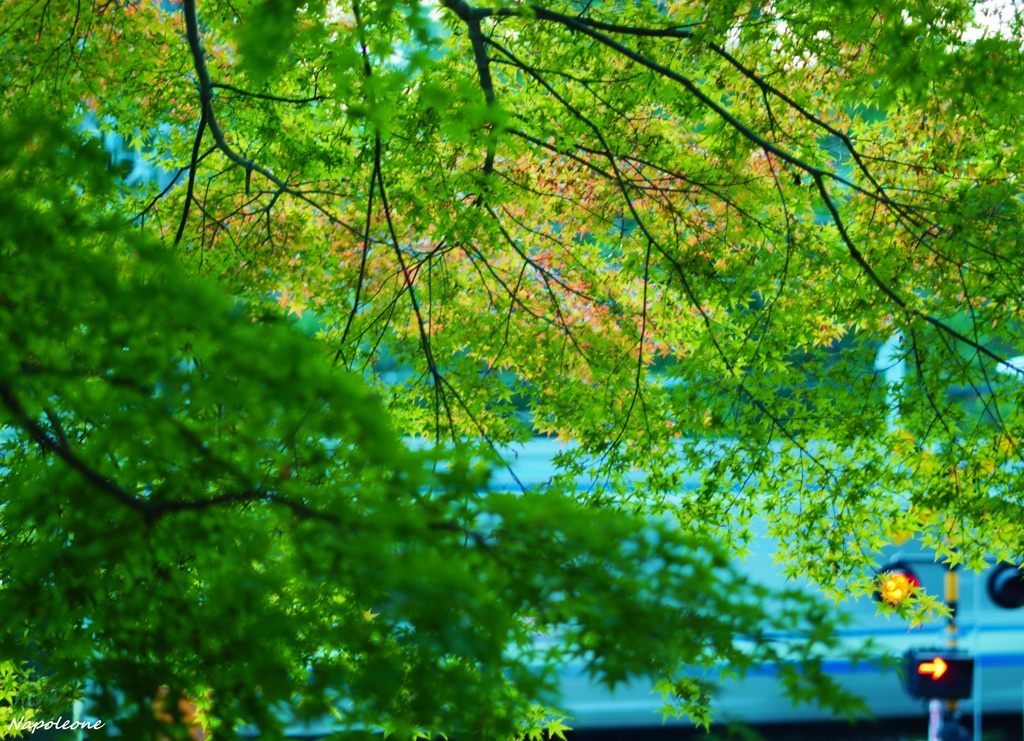 横須賀線を望む紅葉