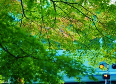 横須賀線を望む紅葉