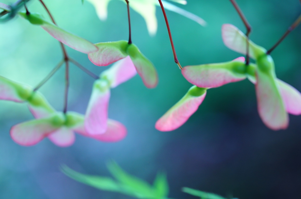 夏風に揺られて