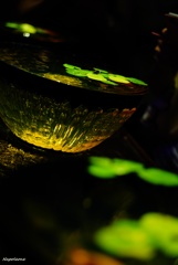緑鮮やかな水草