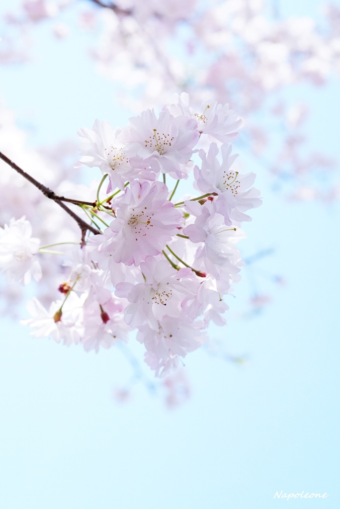 爽やかな空と桜