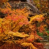 紅葉に囲まれた合掌造り