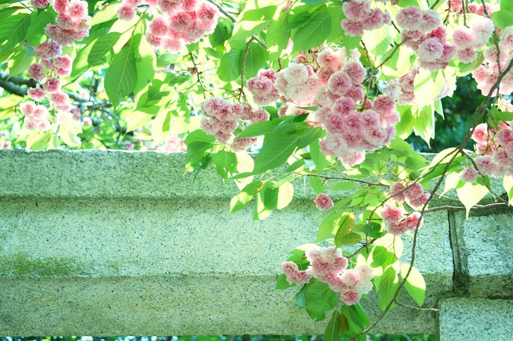 桜と鳥居