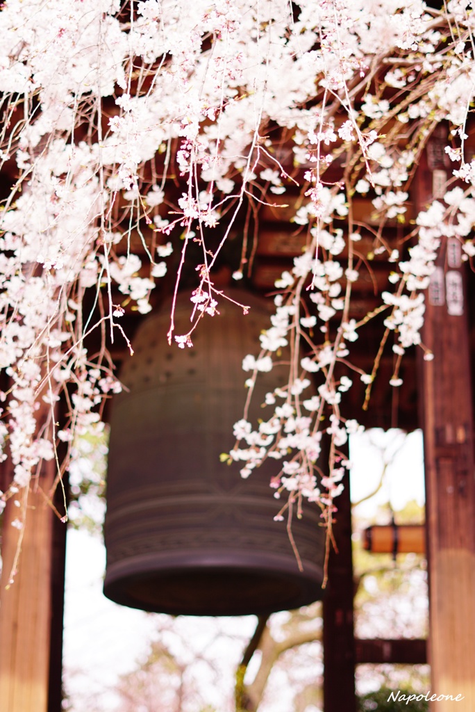 晩鐘と桜