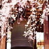 晩鐘と桜