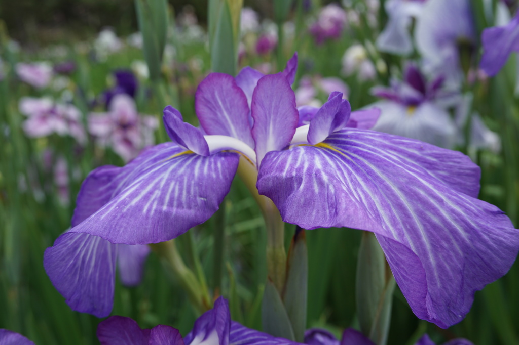 菖蒲・紫