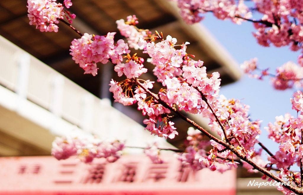 河津桜が満開の駅