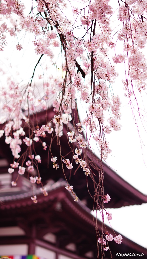 桜越しの境内