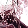 桜越しの境内