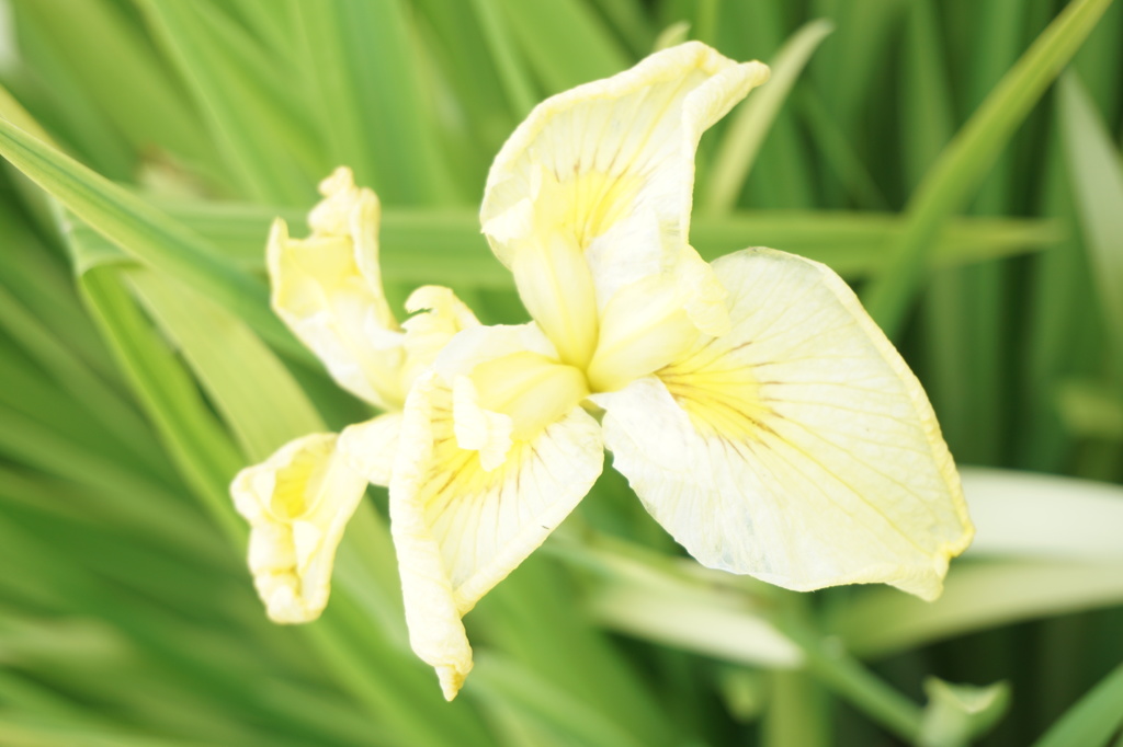菖蒲・黄色