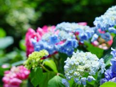 新緑を望む紫陽花