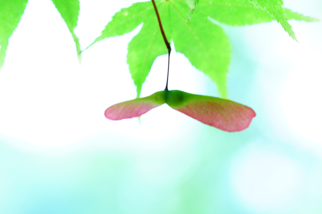 青紅葉の下で