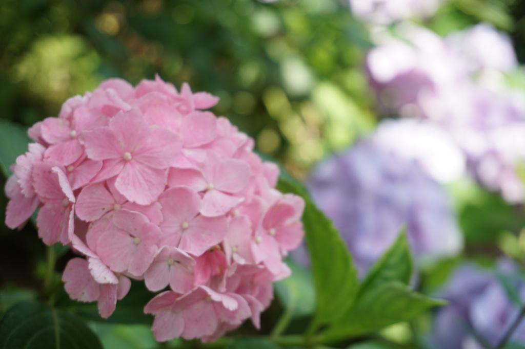色とりどりの紫陽花