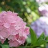 色とりどりの紫陽花