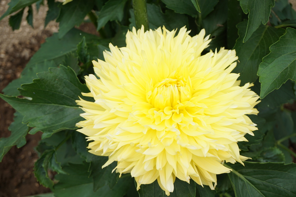 ダリア②～秋田国際ダリア園～