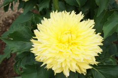 ダリア②~秋田国際ダリア園~