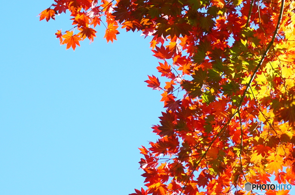 紅葉を望む青空