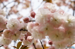 まぁるい桜