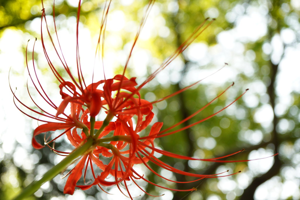 繊細な花びら