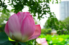 都会の蓮
