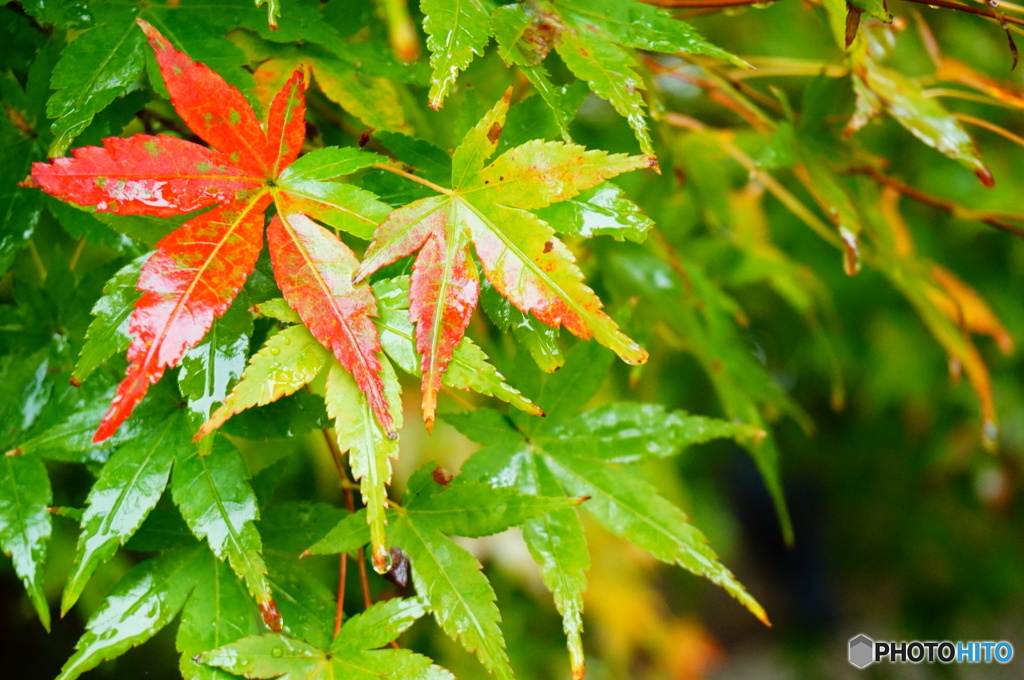 雨の中の紅葉