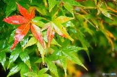 雨の中の紅葉