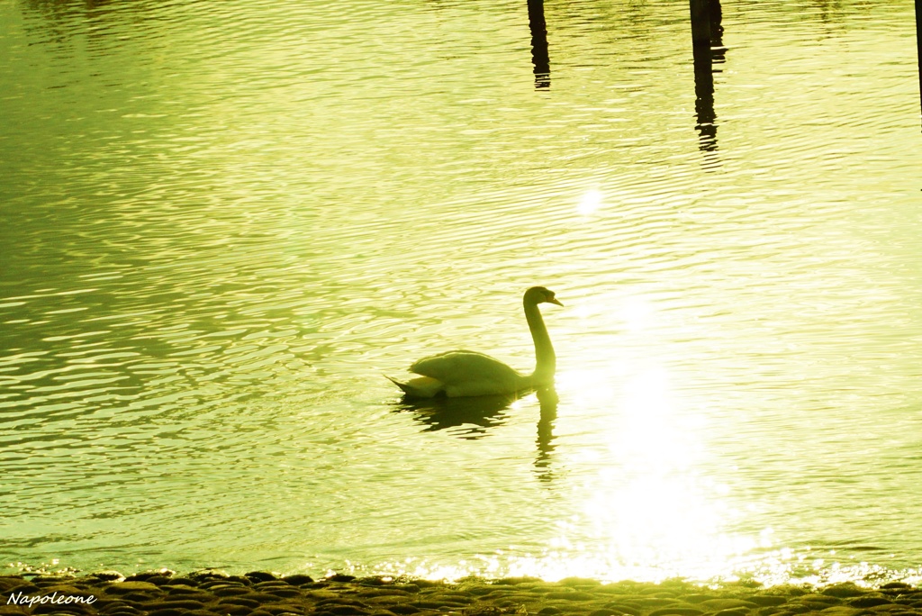 夕陽に輝く白鳥