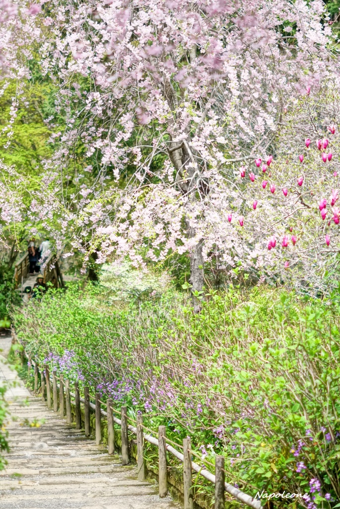 桜小道