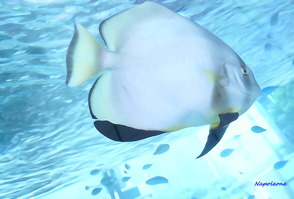 優雅なつばめ魚