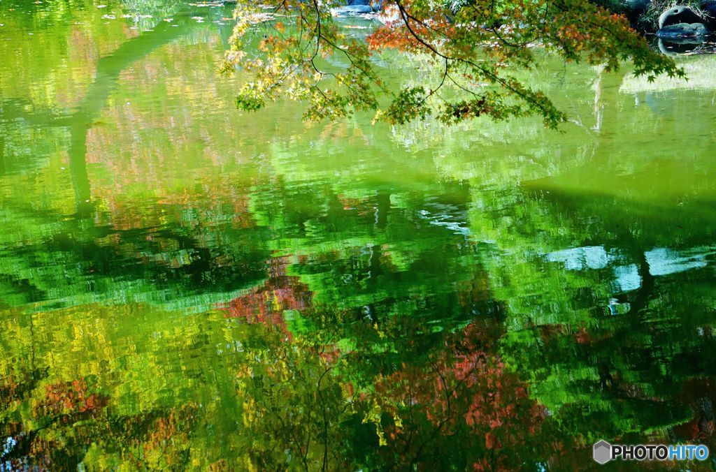 池に映る紅葉