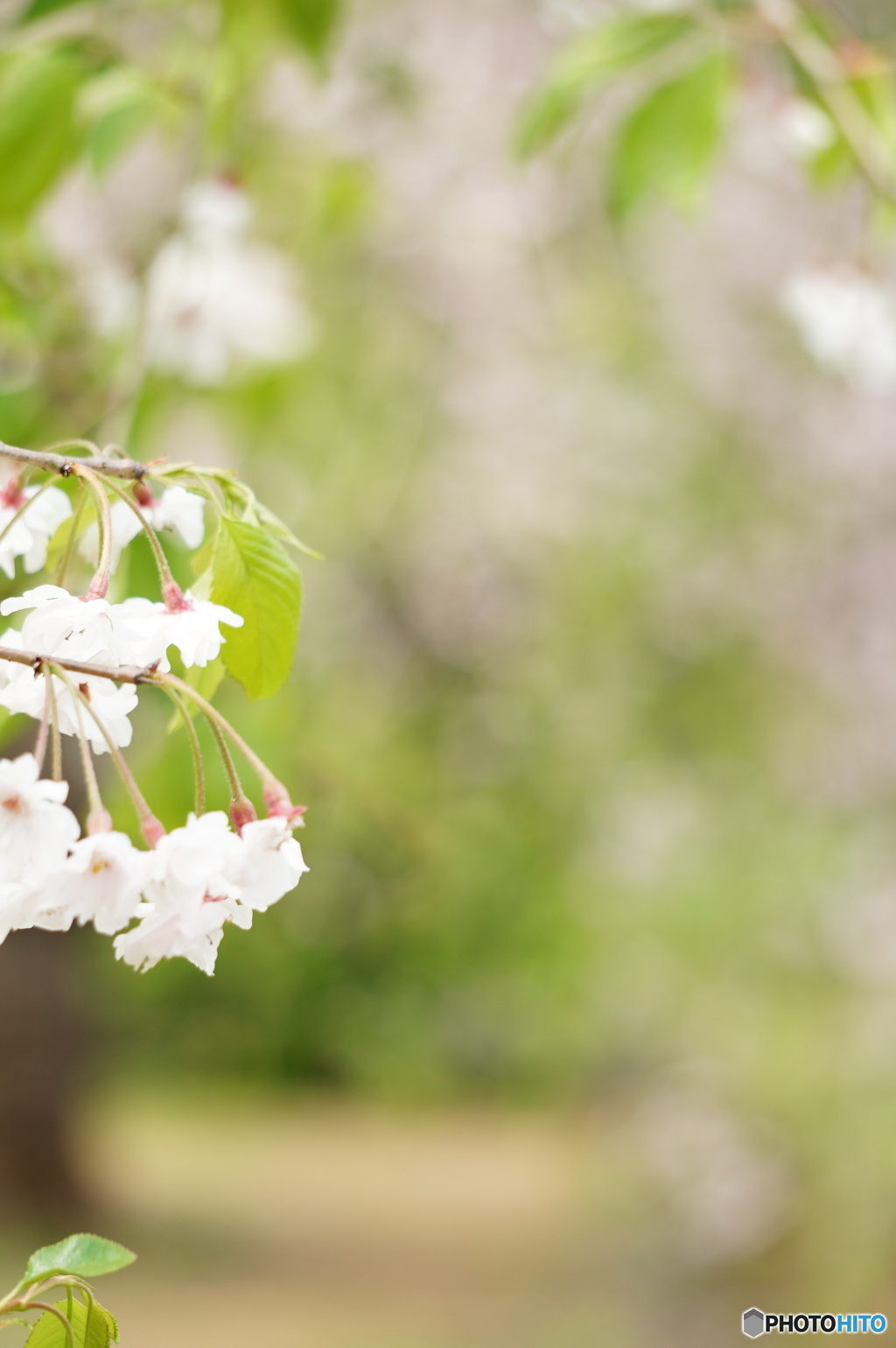 枝垂桜のトンネル