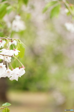 枝垂桜のトンネル