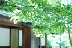 紅葉似合う日本家屋