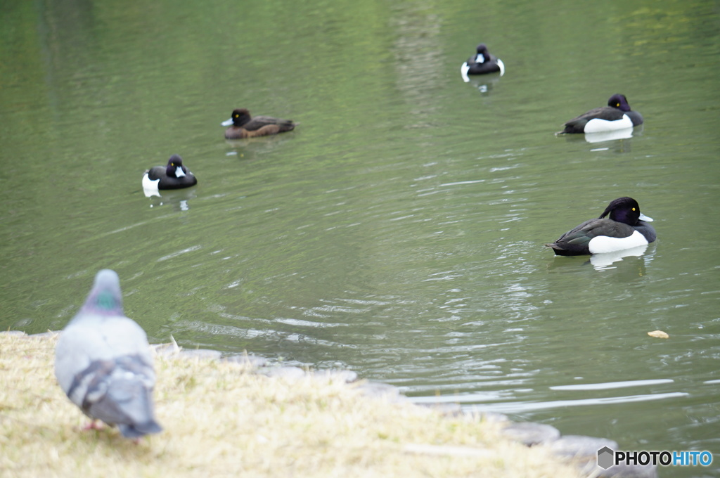 泳いでみたいな