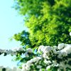新緑と大手毬