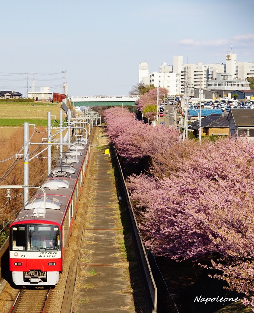 京急と河津桜