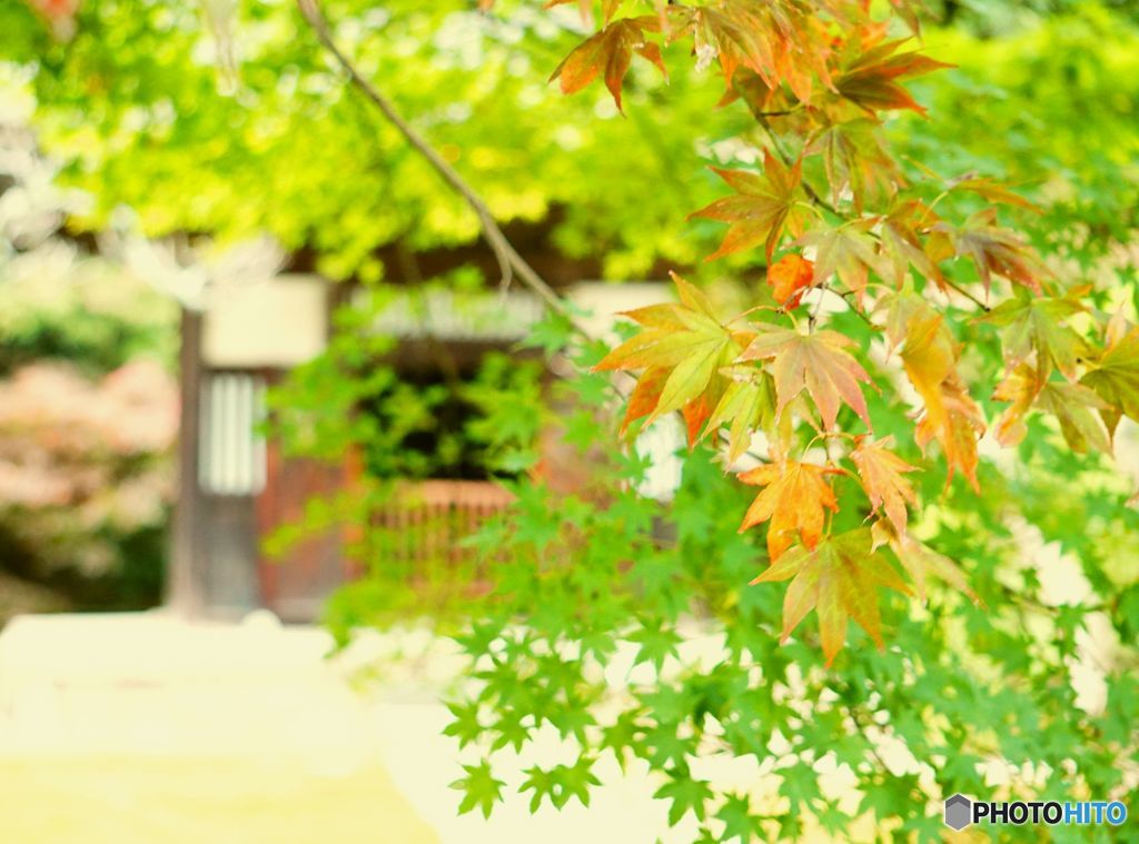 紅葉の奥