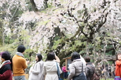 枝垂桜の下で