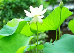 散りそう。。。