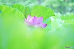 おはよう