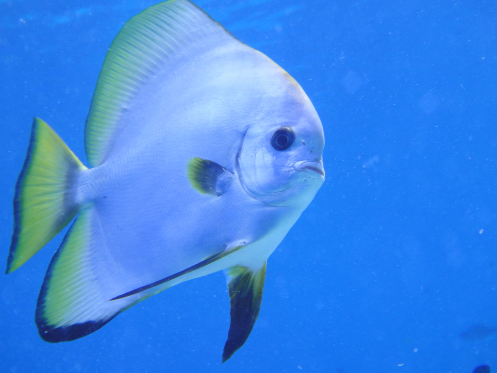 つばめ魚
