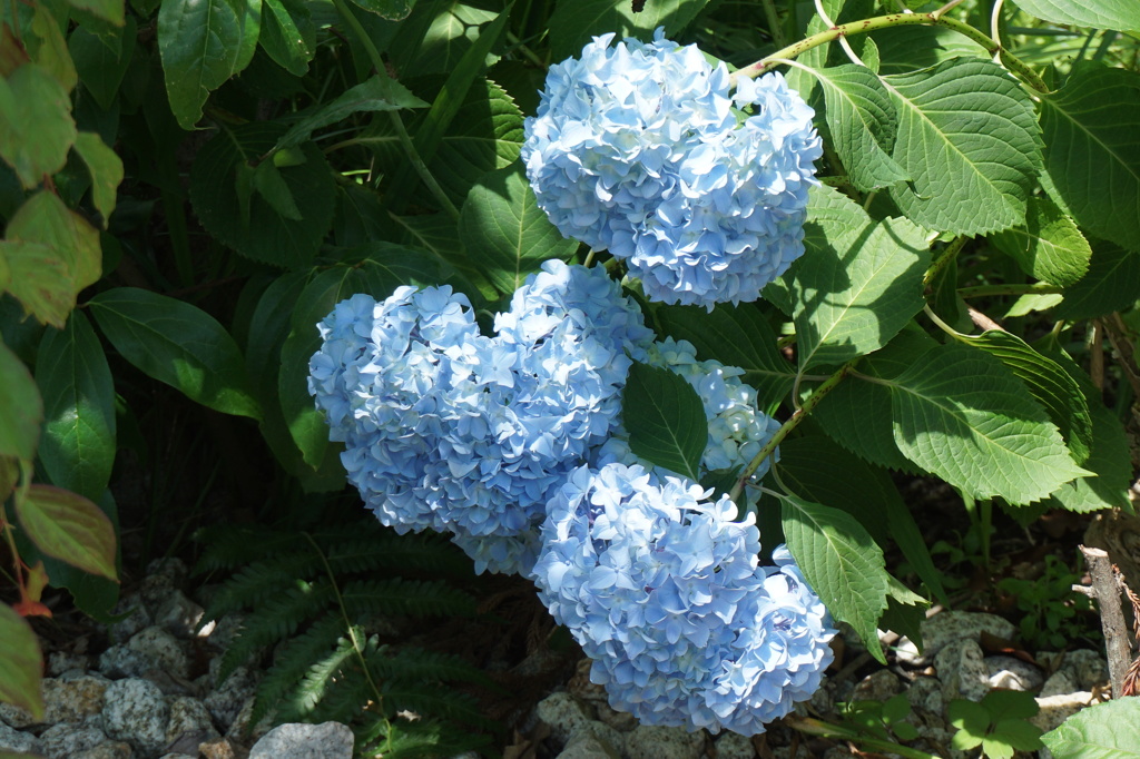 あじさい　定番色