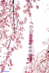 桜越しの東京タワー